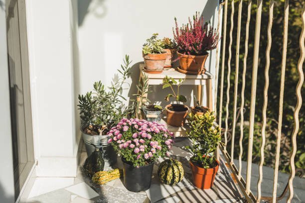 plantas em vasos